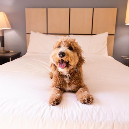 Sonesta Simply Suites Parsippany Morris Plains エクステリア 写真