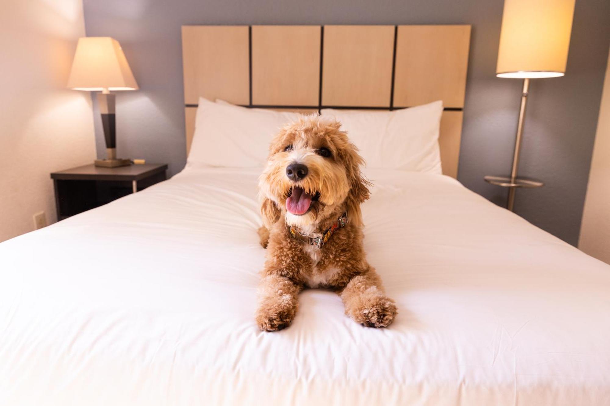 Sonesta Simply Suites Parsippany Morris Plains エクステリア 写真